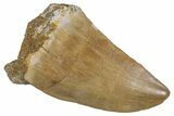 Fossil Mosasaur (Mosasaurus) Tooth - Morocco #286370-1